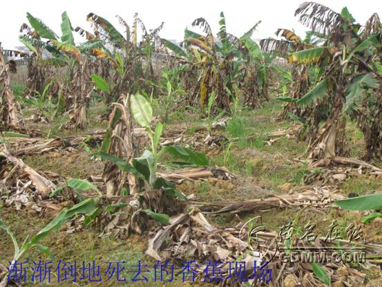 被毒药致死的香蕉对当地领导部门的办事态度感到无奈谁来帮帮我