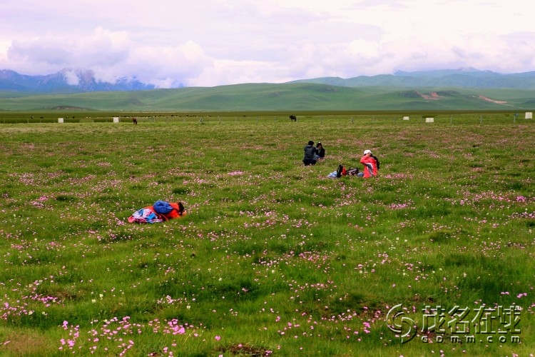 端午四川旅游好去处,若尔盖大草原摄影,九曲看