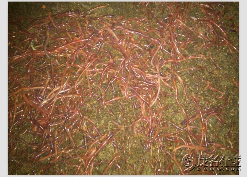 怎么养蚯蚓长得快还粗 131026secdx5fzejcygfox.jpg