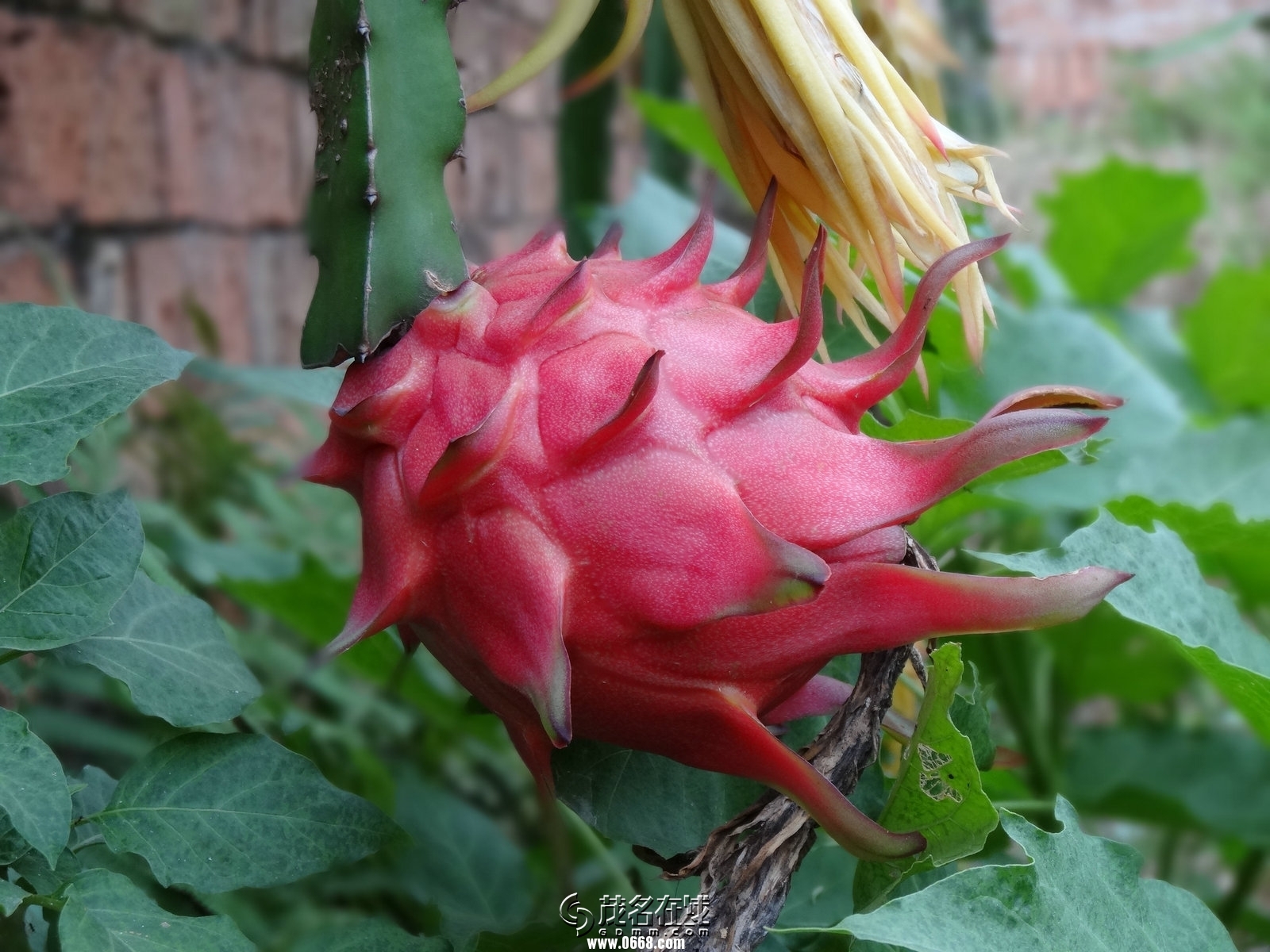 自种红肉火龙果, 让你清凉一夏