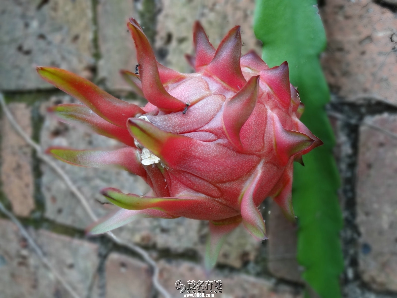 自种红肉火龙果, 让你清凉一夏