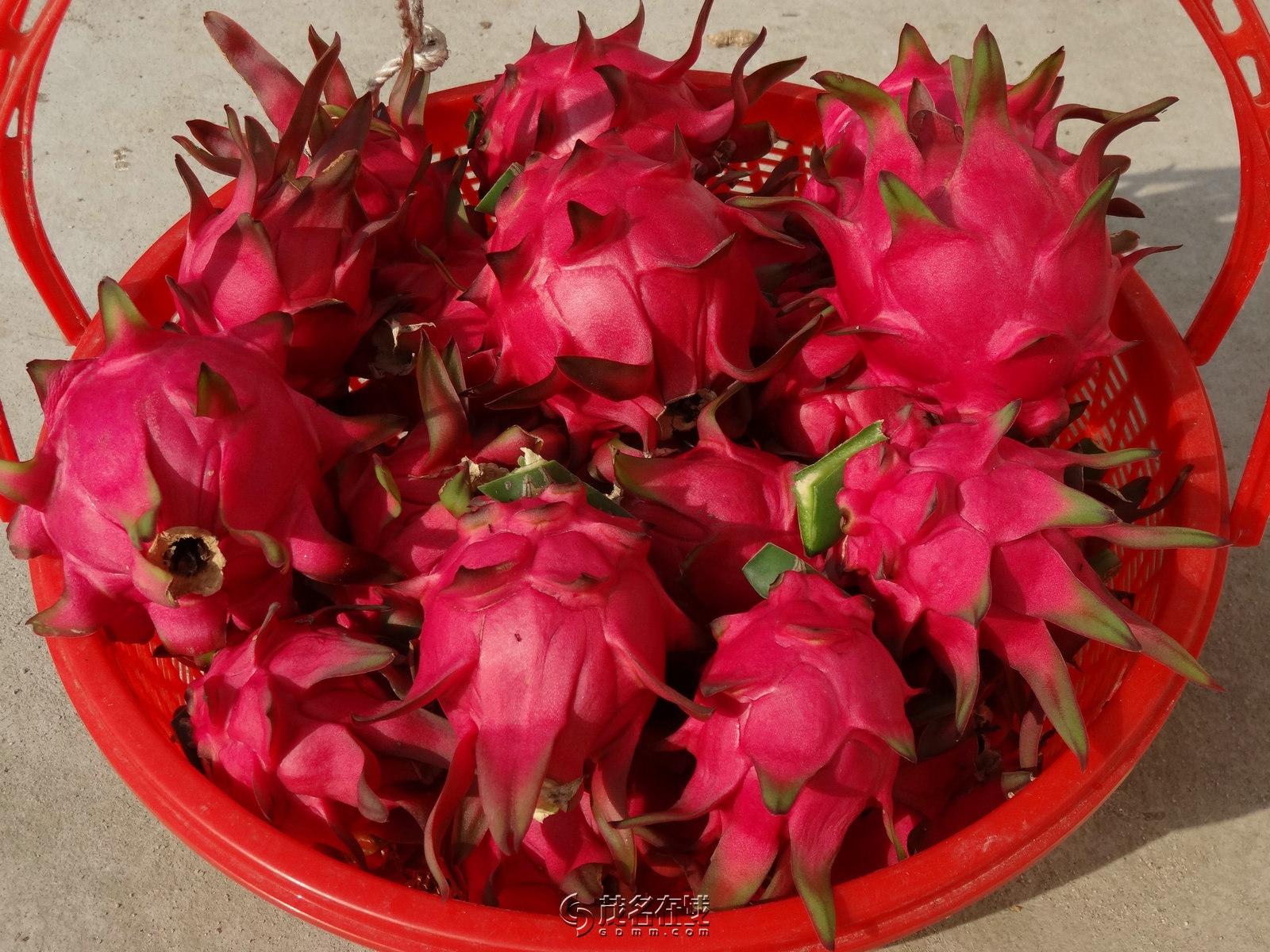 自种红肉火龙果, 让你清凉一夏