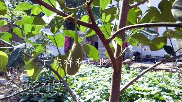 供应马来西亚四季一号金包菠萝蜜种苗、菠萝苗