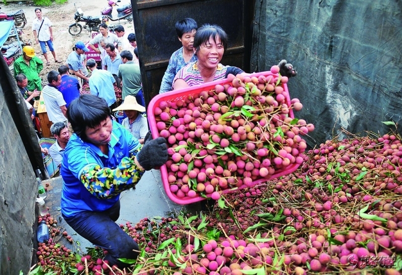 越南荔枝滞销政府号召全民吃荔枝,粤西荔枝滞