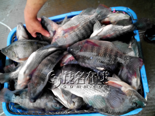 115056l1hlfhplo5fk2hlv.jpg