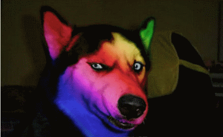 壁纸 动物 鱼 鱼类 439_271 gif 动态图 动图