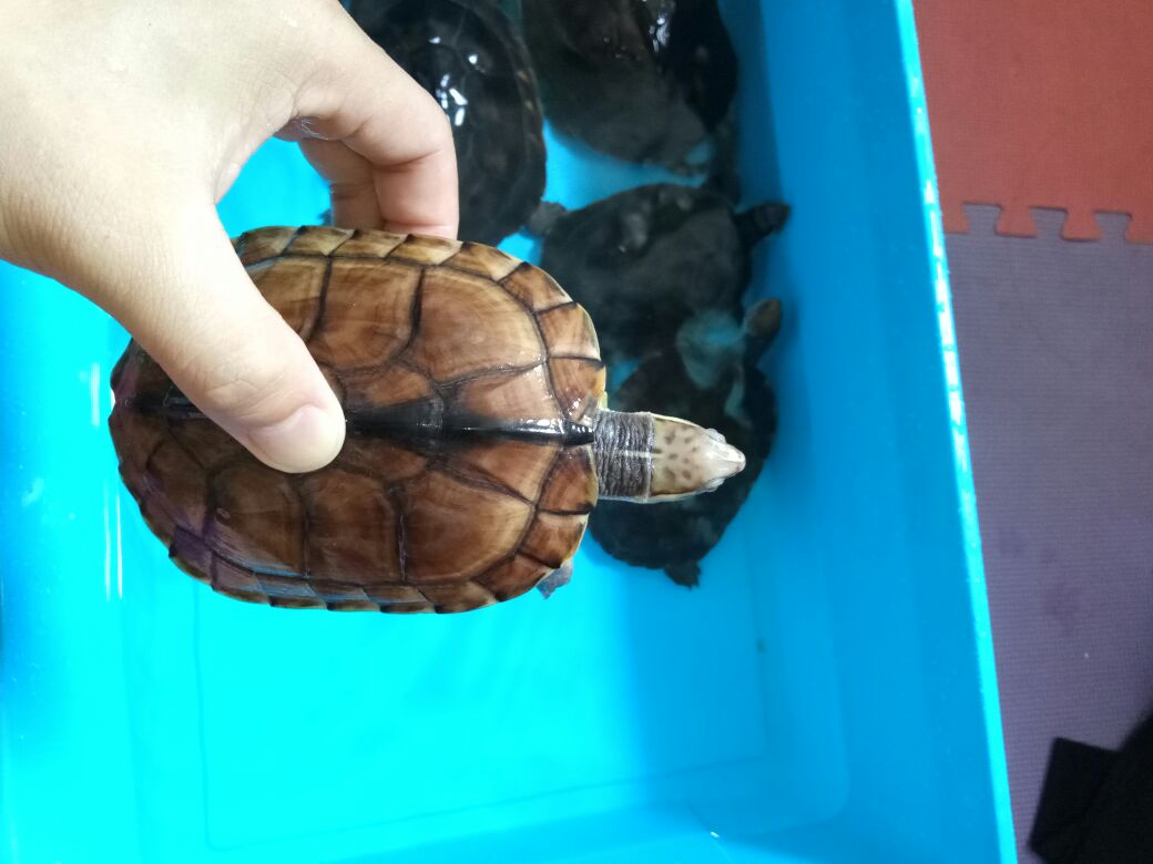 生蛋石金钱龟