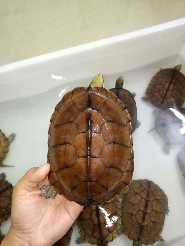黄金甲石金钱龟
