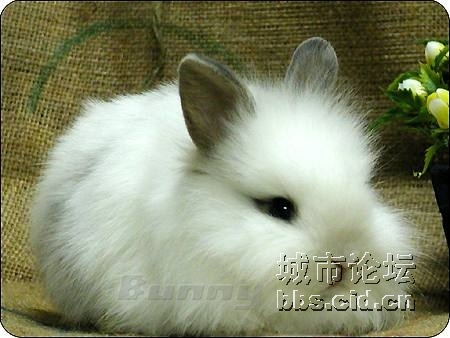 怎么会有这么乖的小兔子 198_137035_23f02ed6e6352cc.jpg