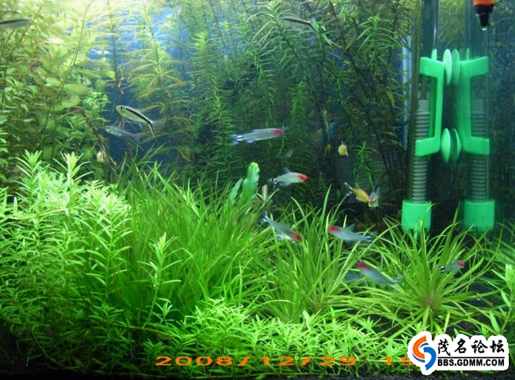 便宜又好用的水草 160_332493_a43730caccd2c5c.jpg