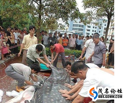 可怕的吃人塘鲺  [大型水库溺水死亡原因]