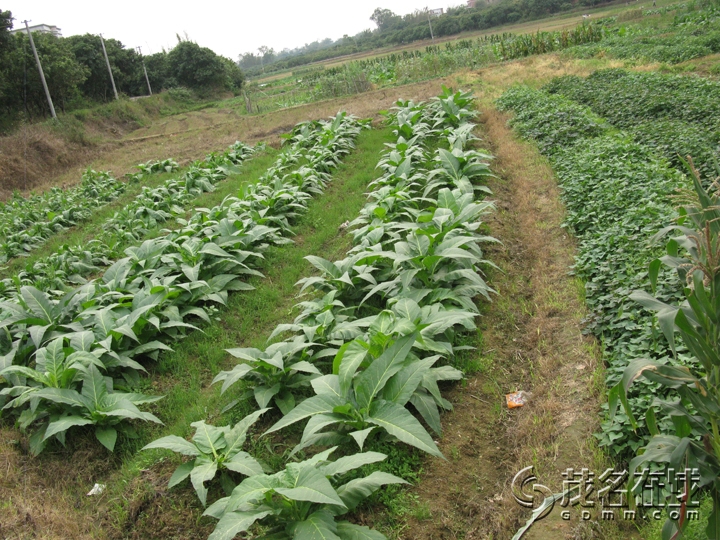 Ƭ 043.jpg