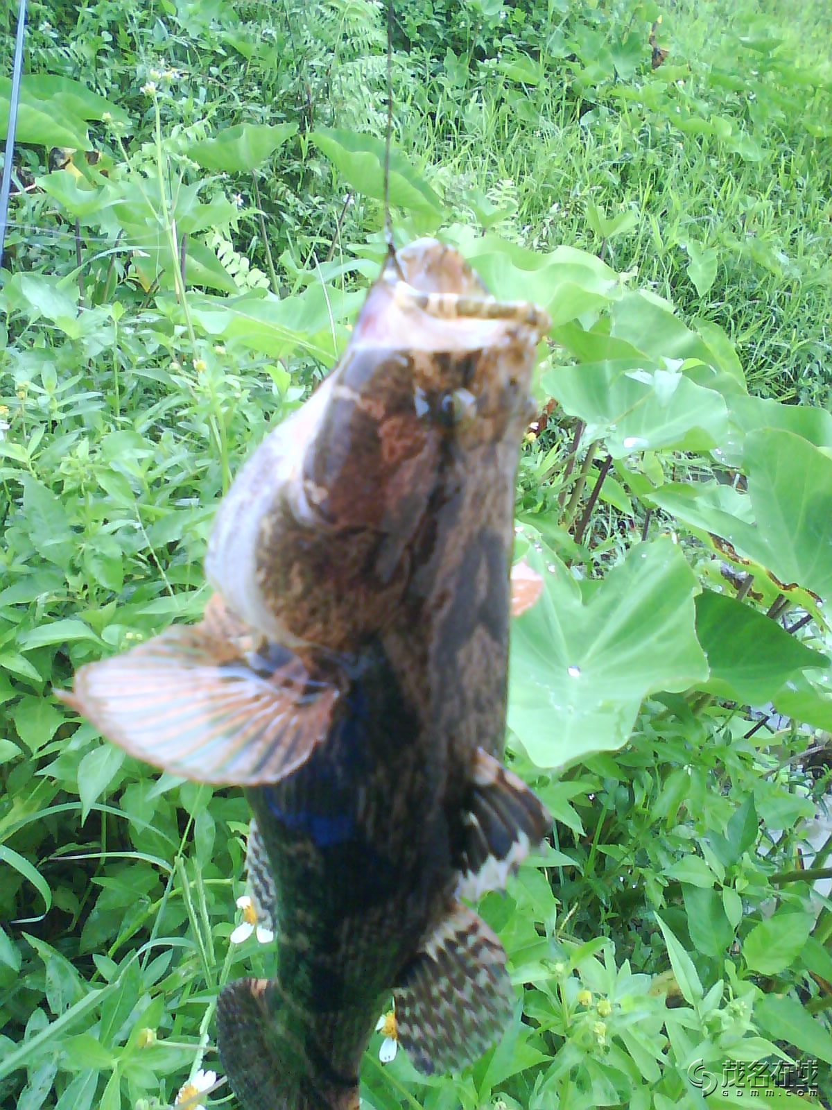 谭莲钓的竹壳鱼