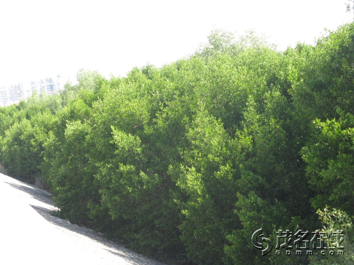 Ƭ 024.jpg