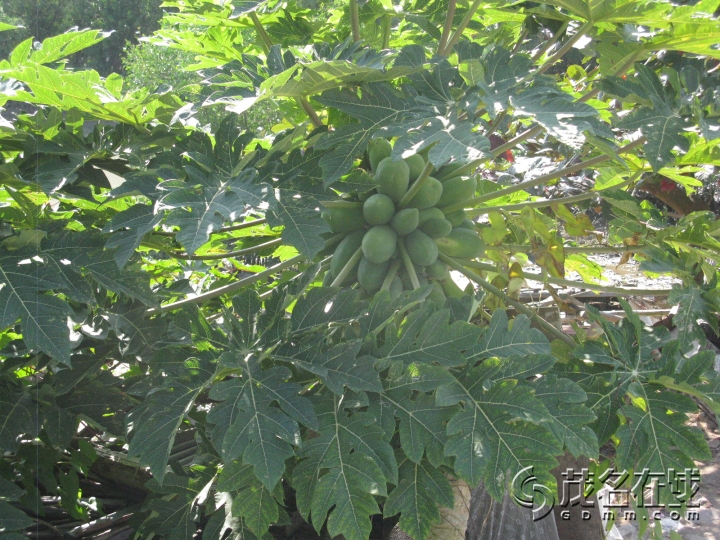 Ƭ 061.jpg