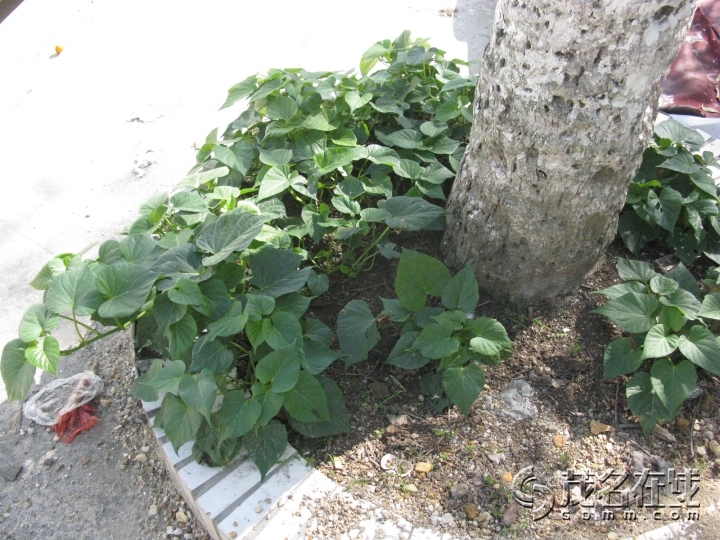 Ƭ 073.jpg