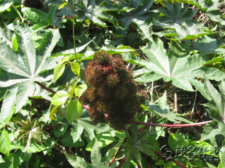 Ƭ 057.jpg