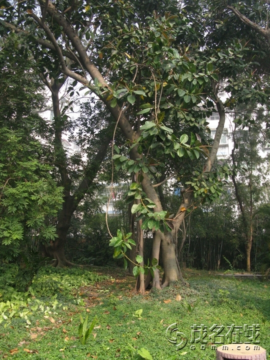 Ƭ 098.jpg