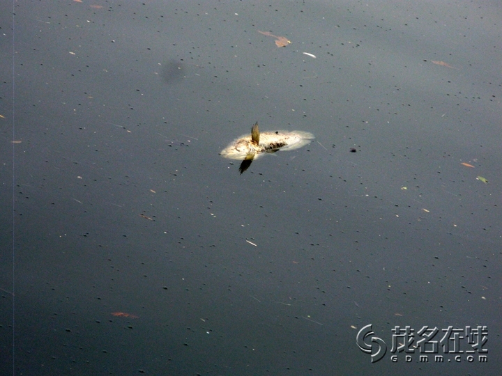 Ƭ 048.jpg