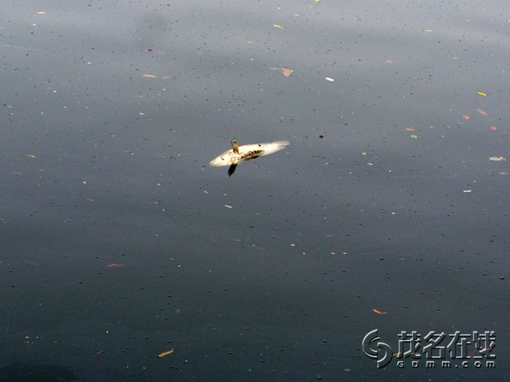 Ƭ 053.jpg