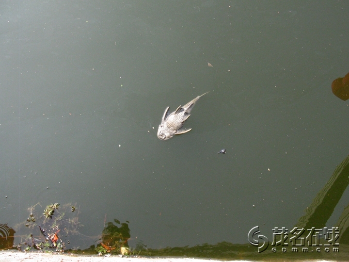 Ƭ 080.jpg
