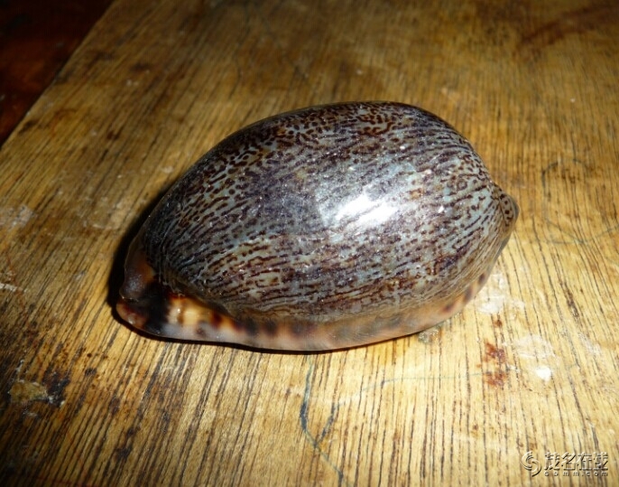 有哪位大侠知道这海螺的名字,能吃的吗?