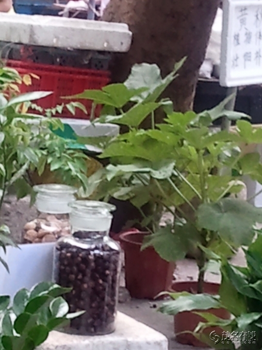 WP_004541.jpg