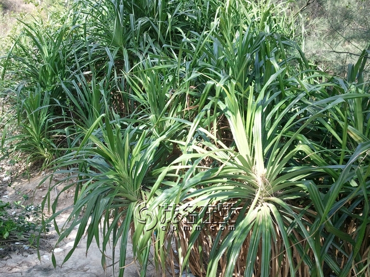 WP_006795.jpg