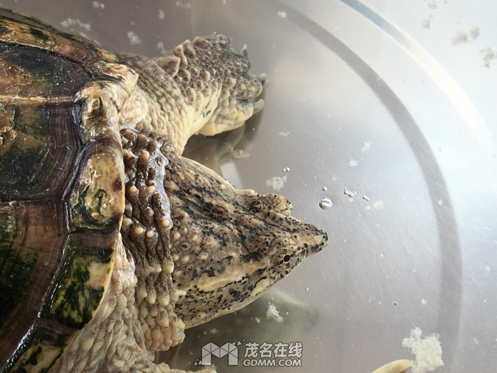 出只公鳄龟,90纸