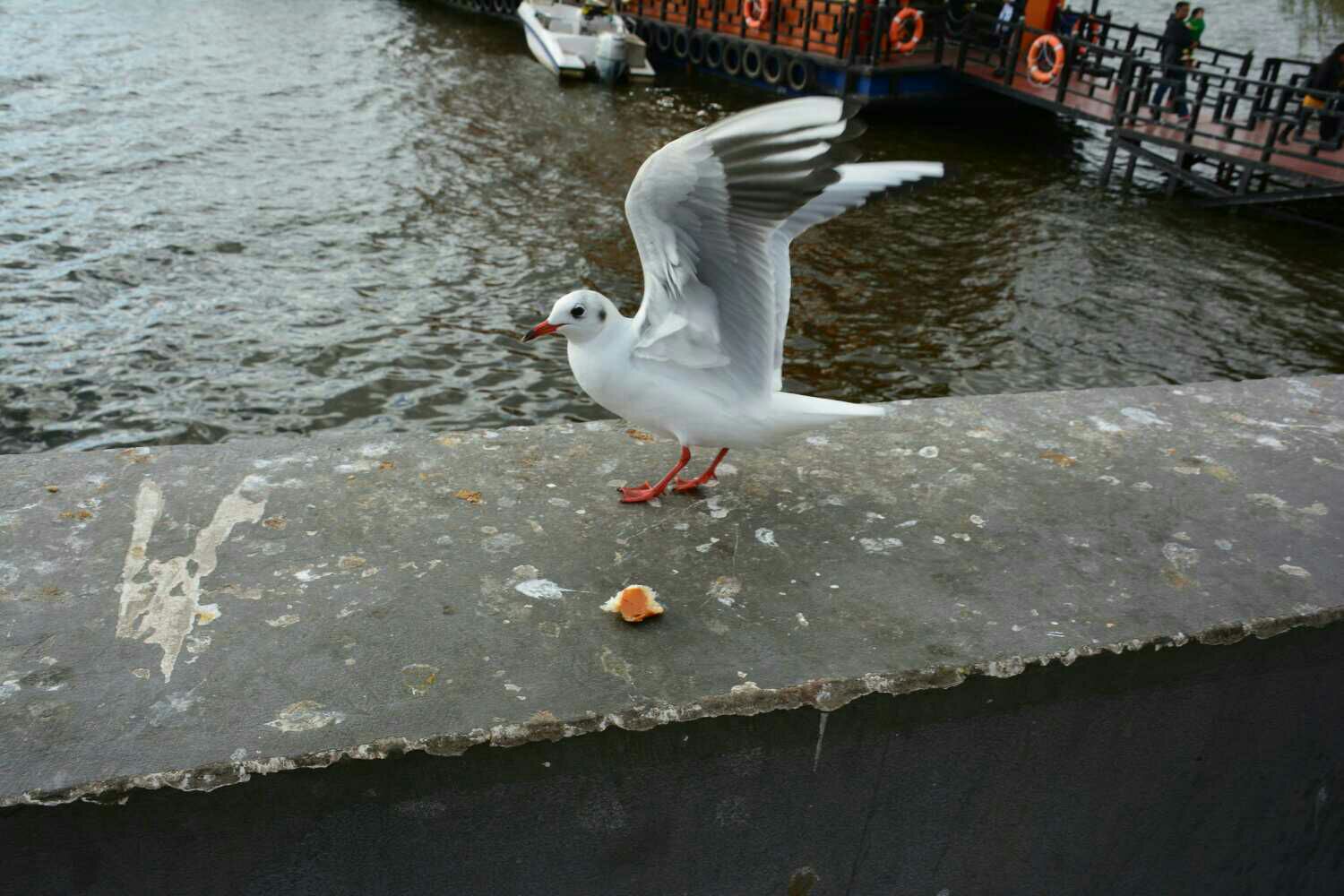1483362702570_.jpg
