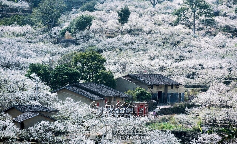 qianpai.jpg