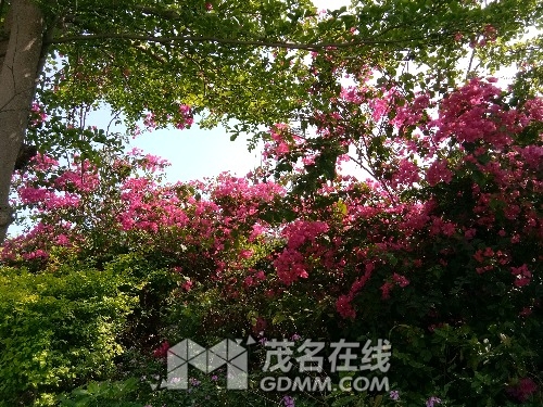 IMG_20170403_152729.jpg