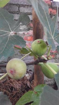 IMG_20150617_181847.jpg