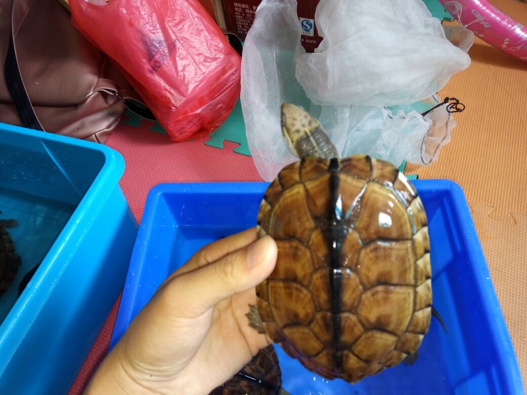 梅花头石金钱龟