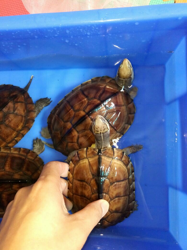 梅花头石金钱龟