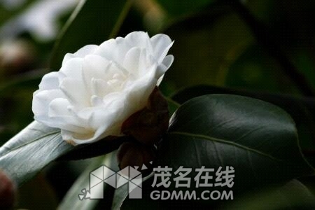 u=1653893101,1226857070&amp;fm=23&amp;gp=0.jpg