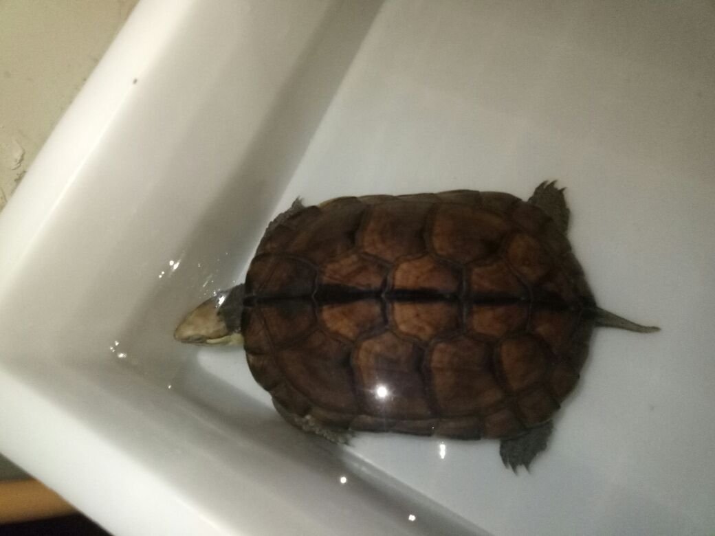 苹果红石金钱龟