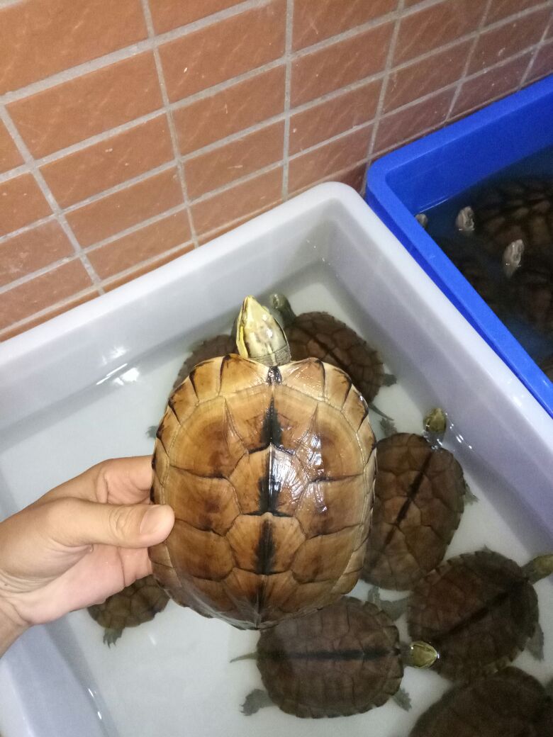 1503150132684_.jpg