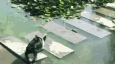 IMG_5300.GIF