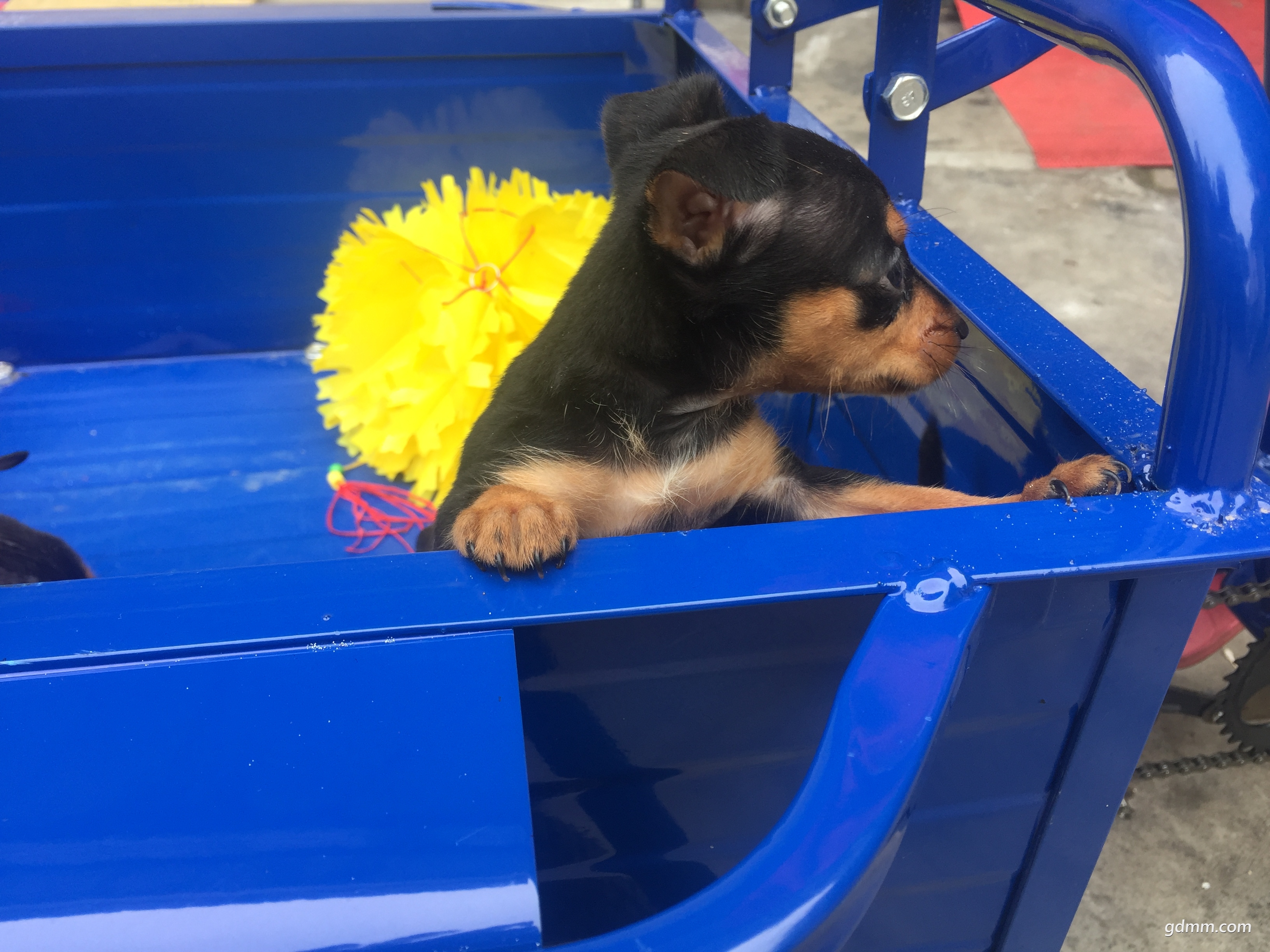 出一窝小鹿犬迷你杜宾 三个,没有多!手快有!