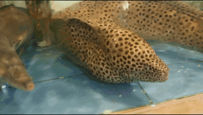 ΢ͼƬ_20180423115015.gif