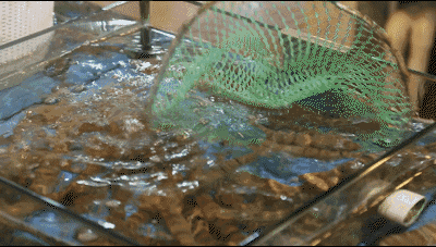 ΢ͼƬ_20180423115020.gif