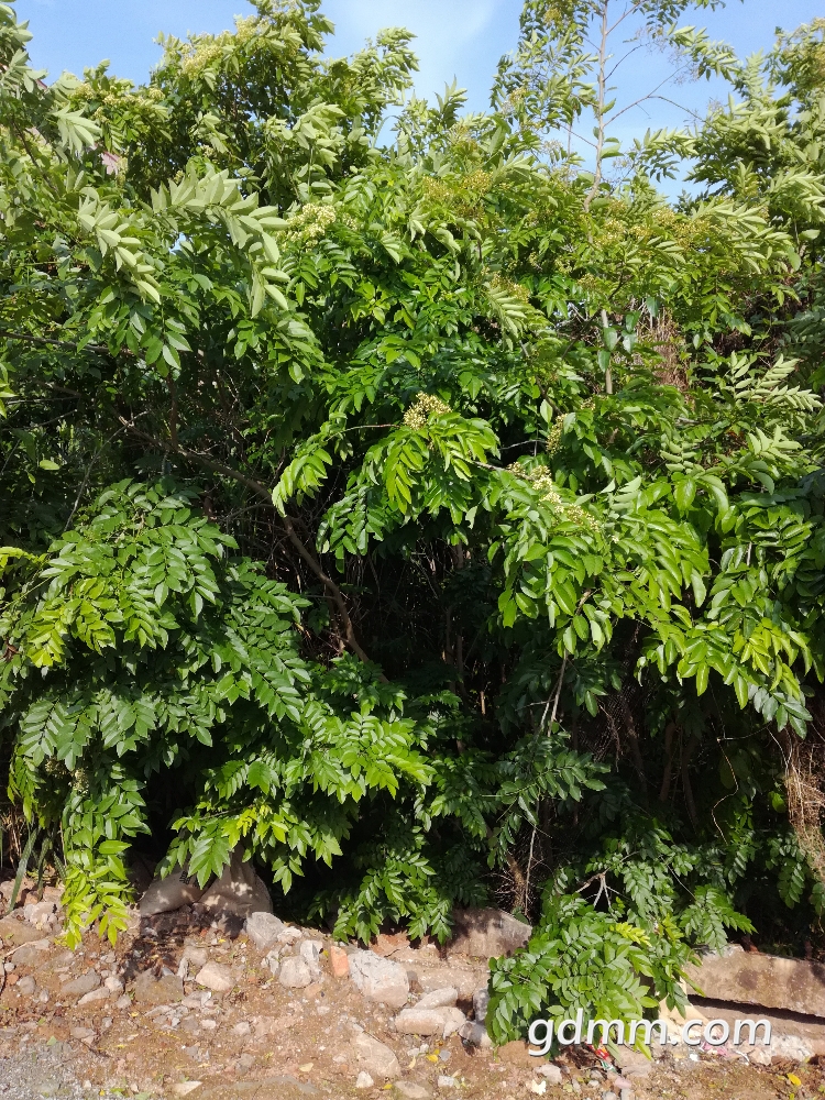 IMG_20180504_082938.jpg