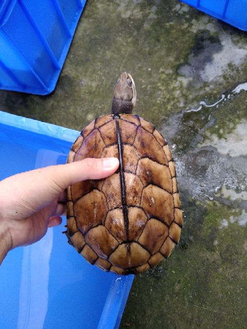 石金钱龟寓意拾金钱归16斤母壳色头纹观赏一流状态活泼不怕人