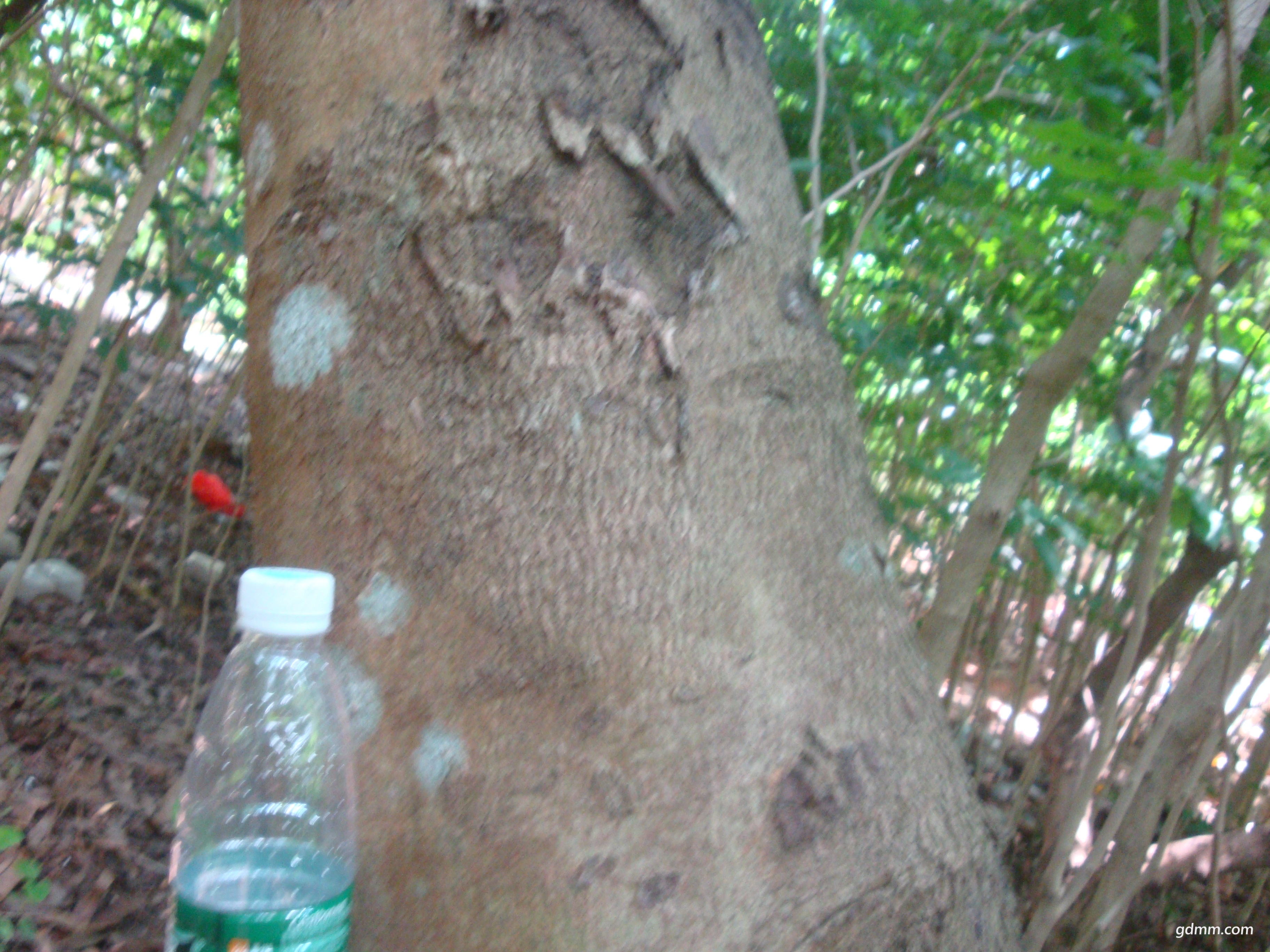 DSC01609.JPG