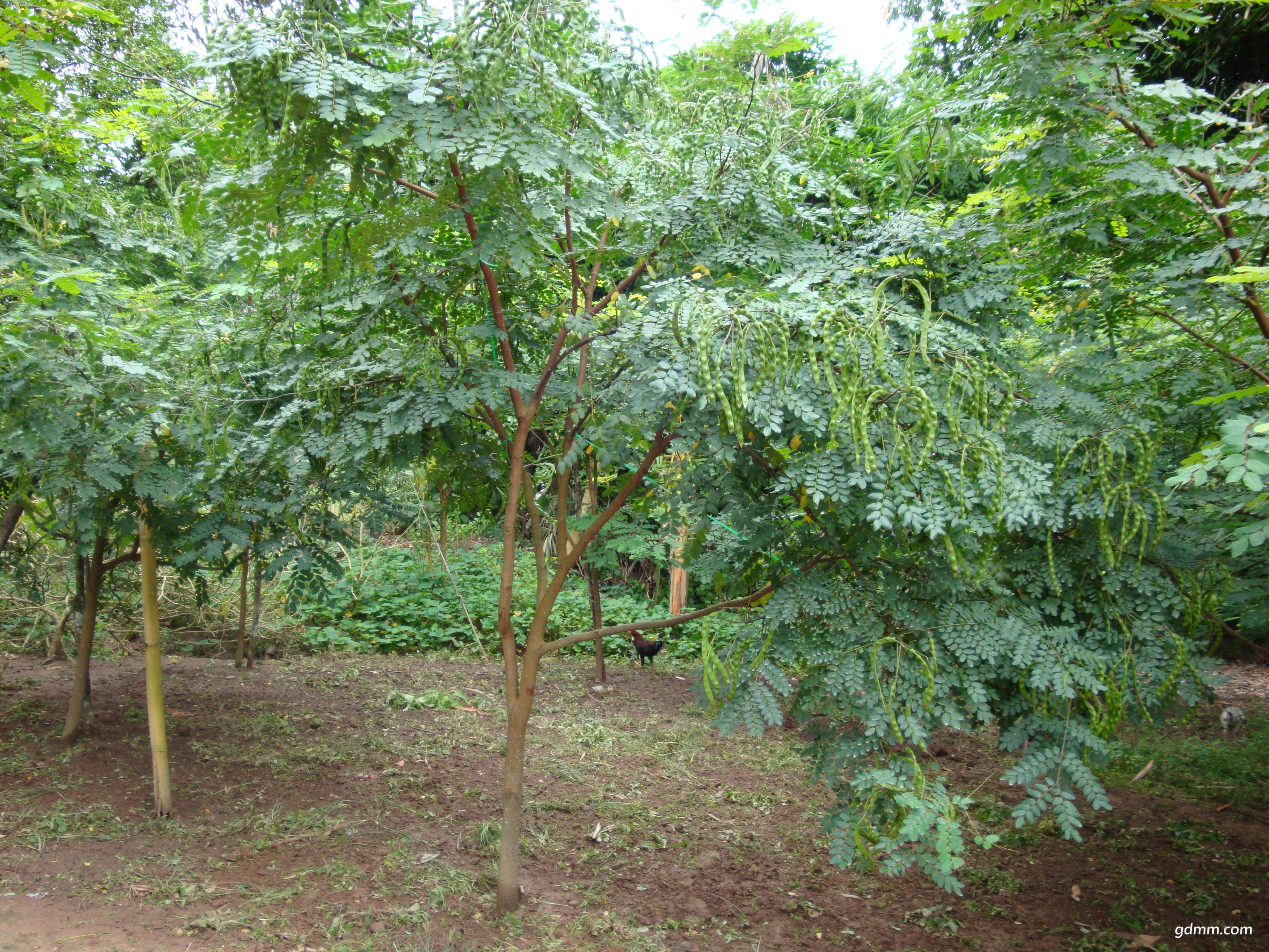 DSC00784.JPG