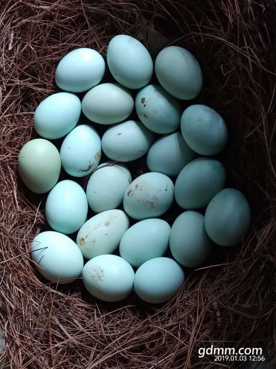 五黑鸡绿壳蛋,茂名哥出产