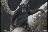 20190226_3278462_1551152669718.gif