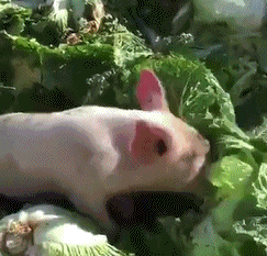 2019022832600981551351555080736.gif