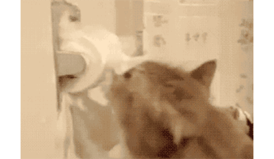 20190407_3271068_1554614359558.gif